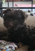 Robin, a male Yorkshire Terrier for sale in Holiday, FL – Photo 5 of 8