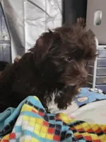 Robin, a male Yorkshire Terrier for sale in Holiday, FL – Photo 6 of 8