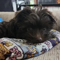 Robin, a male Yorkshire Terrier for sale in Holiday, FL – Photo 7 of 8