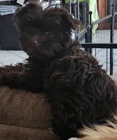 Robin, a male Yorkshire Terrier for sale in Holiday, FL – Photo 2 of 8