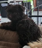 Robin, a male Yorkshire Terrier for sale in Holiday, FL – Photo 4 of 8