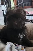 Robin, a male Yorkshire Terrier for sale in Holiday, FL – Photo 1 of 8