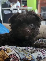 Robin, a male Yorkshire Terrier for sale in Holiday, FL – Photo 8 of 8