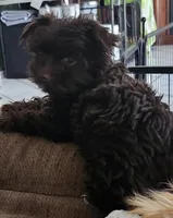 Robin, a male Yorkshire Terrier for sale in Holiday, FL – Photo 3 of 8