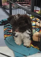 Flash, a male Yorkshire Terrier for sale in Holiday, FL – 6 of 10
