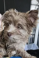 Barry, a male Yorkshire Terrier for sale in Holiday, FL – Photo 4 of 8