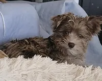 Barry, a male Yorkshire Terrier for sale in Holiday, FL – Photo 7 of 8