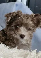 Barry, a male Yorkshire Terrier for sale in Holiday, FL – Photo 1 of 8