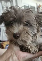 Barry, a male Yorkshire Terrier for sale in Holiday, FL – Photo 5 of 8