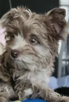 Barry, a male Yorkshire Terrier for sale in Holiday, FL – Photo 2 of 8