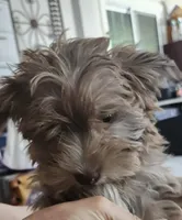 Barry, a male Yorkshire Terrier for sale in Holiday, FL – Photo 3 of 8