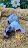 Flip, a male Yorkshire Terrier and Biewer for sale in Holiday, FL – 9 of 10