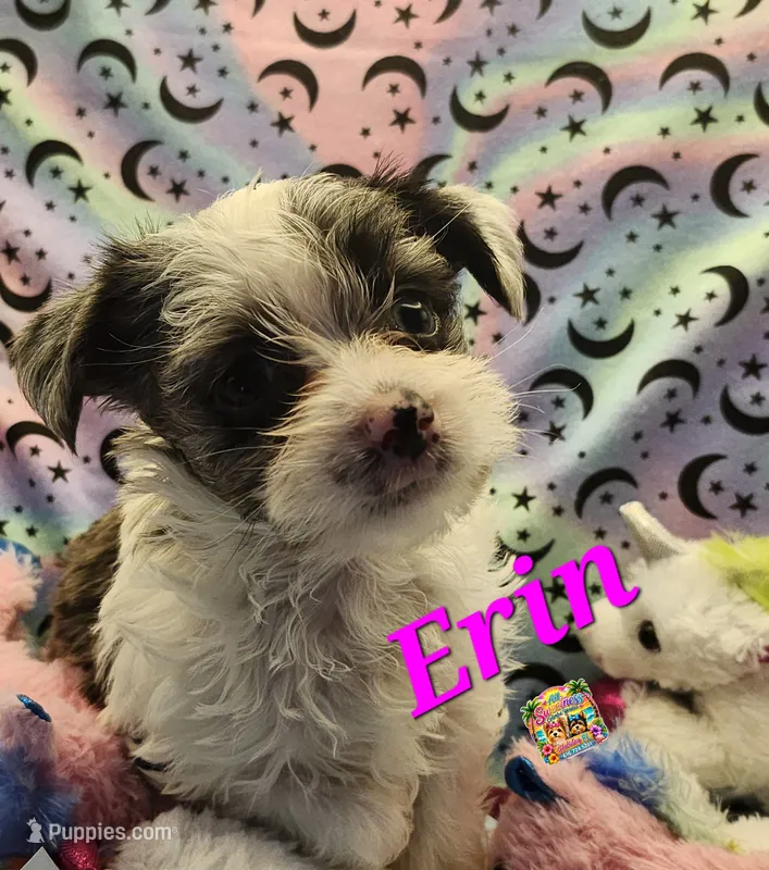 Erin blue eyes – Yorkshire Terrier puppy for sale in Holiday, FL