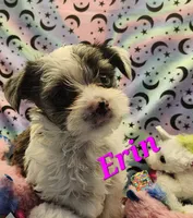 Erin blue eye, a female Yorkshire Terrier for sale in Holiday, FL – 1 of 9