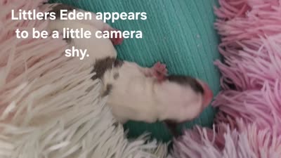Eden, a female Yorkshire Terrier for sale in Holiday, FL – 2 of 4