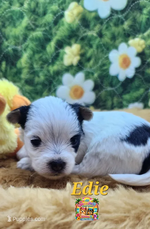 Edie – Yorkshire Terrier puppy for sale in Holiday, FL