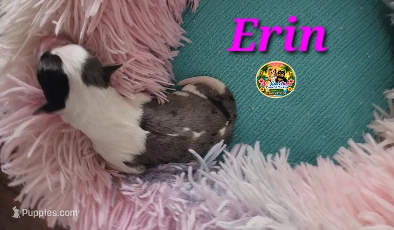Erin – Yorkshire Terrier puppy for sale in Holiday, FL