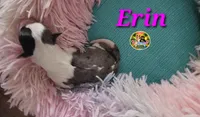 Erin, a female Yorkshire Terrier for sale in Holiday, FL – 1 of 4