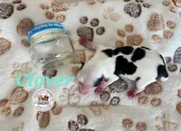 Clover, a female Yorkshire Terrier for sale in Holiday, FL – Photo 2 of 2