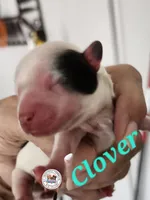 Clover, a female Yorkshire Terrier for sale in Holiday, FL – Photo 1 of 2