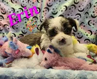 Erin blue eye, a female Yorkshire Terrier for sale in Holiday, FL – 6 of 9