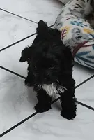 Doc, a male Yorkshire Terrier for sale in Holiday, FL – 6 of 10