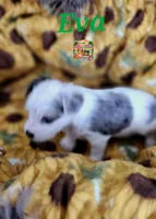 Eva possible blue eyes, a female Yorkshire Terrier for sale in Holiday, FL – 4 of 7