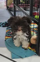 Flash, a male Yorkshire Terrier for sale in Holiday, FL – 8 of 10