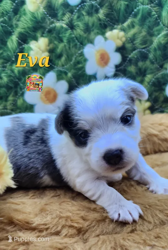 Eva – Yorkshire Terrier puppy for sale in Holiday, FL