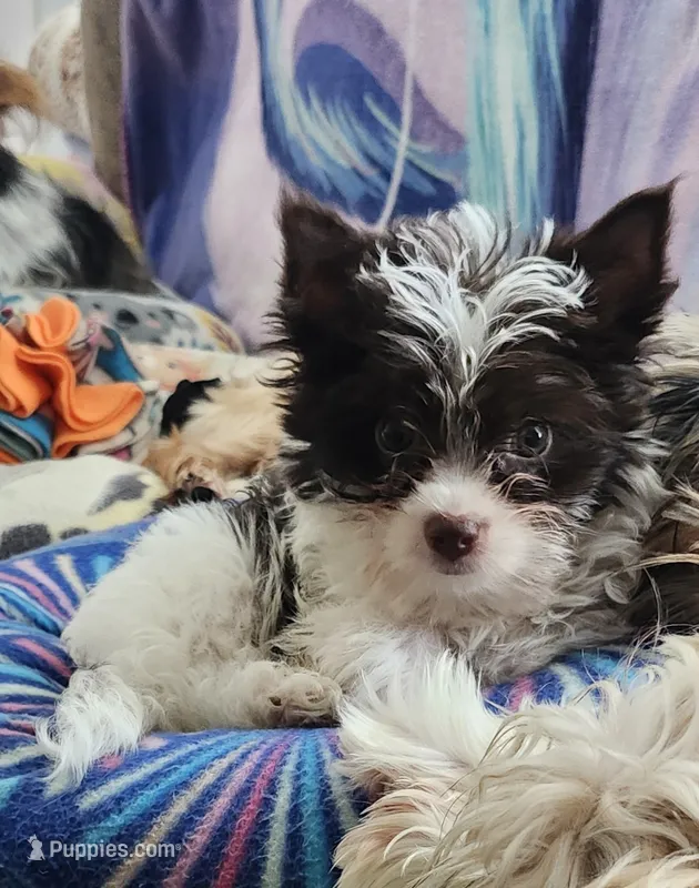 Grace – Yorkshire Terrier puppy for sale in Holiday, FL