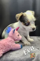Eva blue eyes, a female Yorkshire Terrier for sale in Holiday, FL – 3 of 10