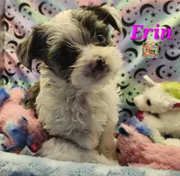 Erin blue eye, a female Yorkshire Terrier for sale in Holiday, FL – 4 of 9
