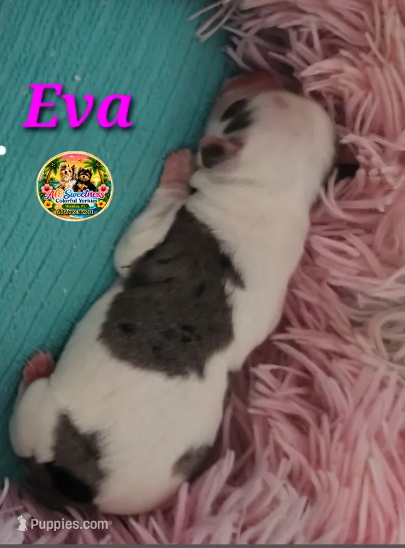 Eva – Yorkshire Terrier puppy for sale in Holiday, FL
