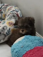 Dano, a male Yorkshire Terrier for sale in Holiday, FL – 3 of 10