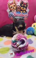 BellaRose, a female Yorkshire Terrier for sale in Holiday, FL – Photo 8 of 10