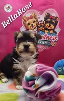 BellaRose, a female Yorkshire Terrier for sale in Holiday, FL – Photo 10 of 10