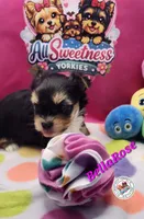 BellaRose, a female Yorkshire Terrier for sale in Holiday, FL – Photo 2 of 10