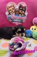 BellaRose, a female Yorkshire Terrier for sale in Holiday, FL – Photo 7 of 10