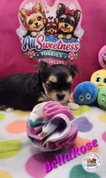 BellaRose, a female Yorkshire Terrier for sale in Holiday, FL – Photo 9 of 10