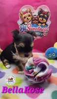 BellaRose, a female Yorkshire Terrier for sale in Holiday, FL – Photo 4 of 10