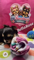 BellaRose, a female Yorkshire Terrier for sale in Holiday, FL – Photo 6 of 10