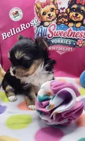 BellaRose, a female Yorkshire Terrier for sale in Holiday, FL – Photo 5 of 10