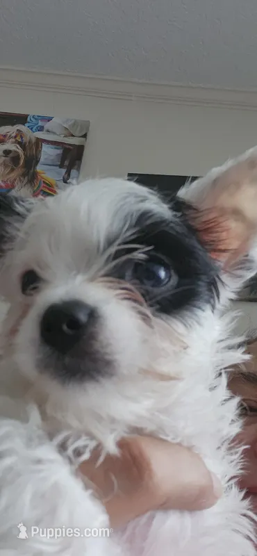 Ella very small – Yorkshire Terrier puppy for sale in Holiday, FL