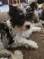 Grace, a female Yorkshire Terrier for sale in Holiday, FL – 9 of 10