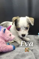 Eva blue eyes, a female Yorkshire Terrier for sale in Holiday, FL – 1 of 10