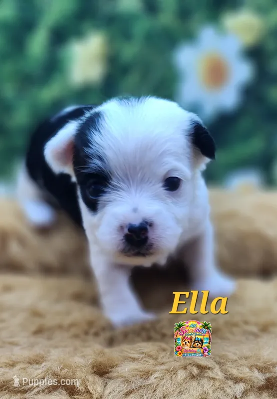 Ella – Yorkshire Terrier puppy for sale in Holiday, FL