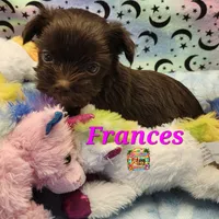Frances, a female Yorkshire Terrier for sale in Holiday, FL – 5 of 9