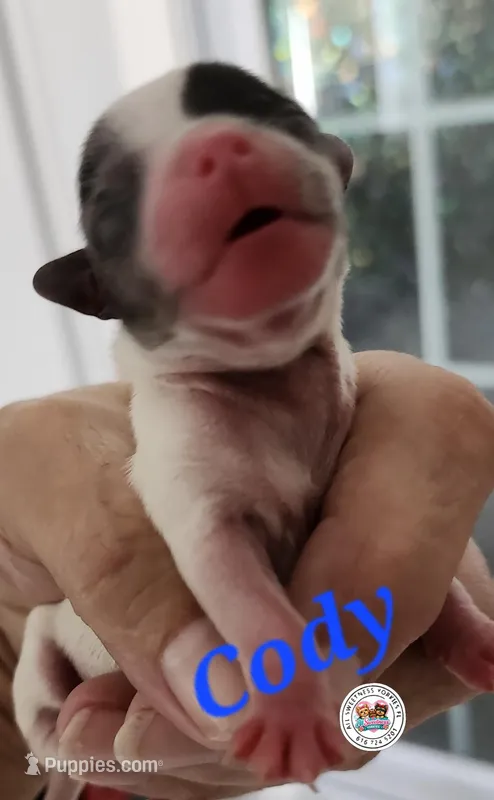 Cody 