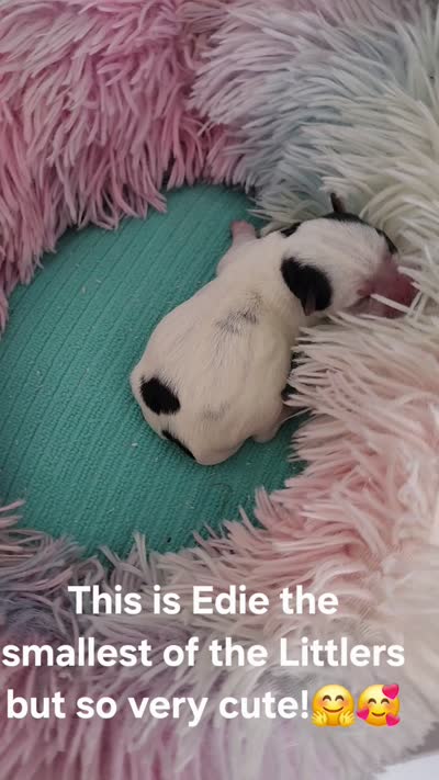 Edie, a female Yorkshire Terrier for sale in Holiday, FL – 2 of 4