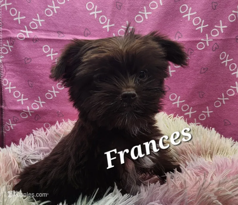 Frances – Yorkshire Terrier puppy for sale in Holiday, FL
